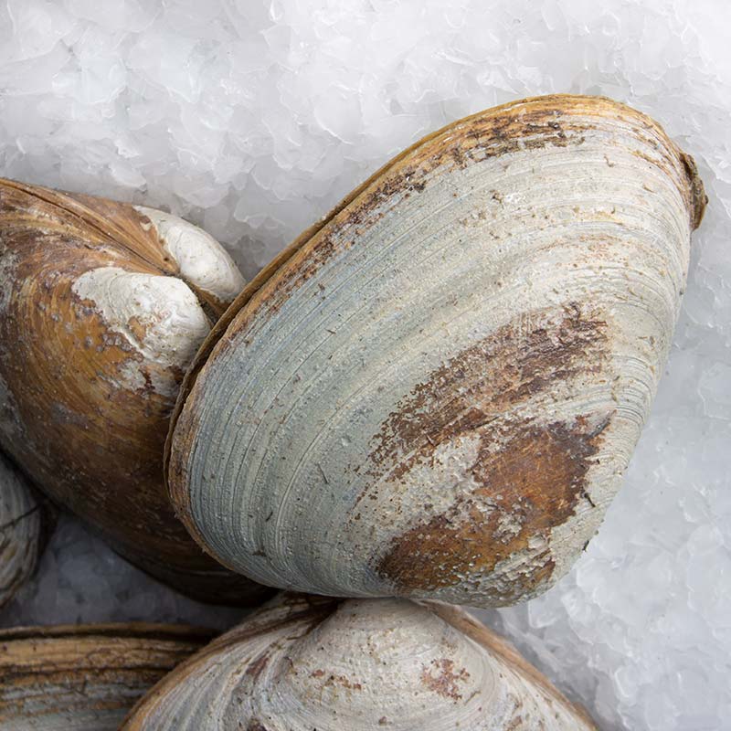Cockle Clams — Products Pangea Shellfish Company